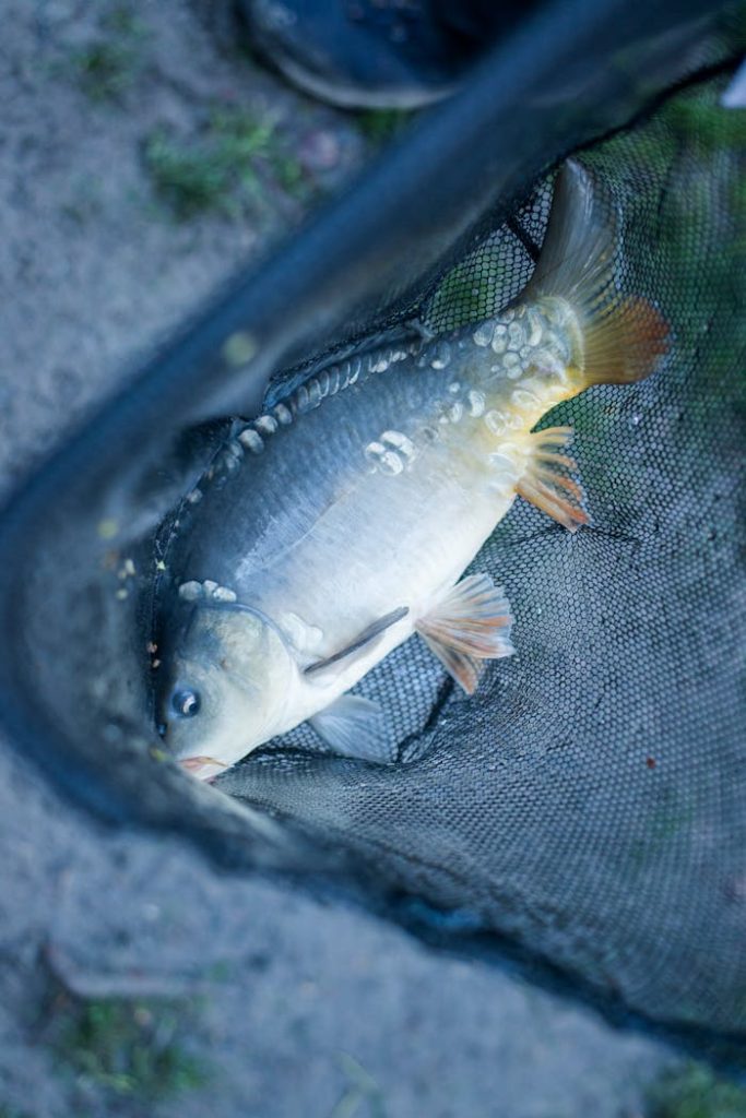 A carp fish resting in a fishing net placed on the ground outdoors, captured from above.