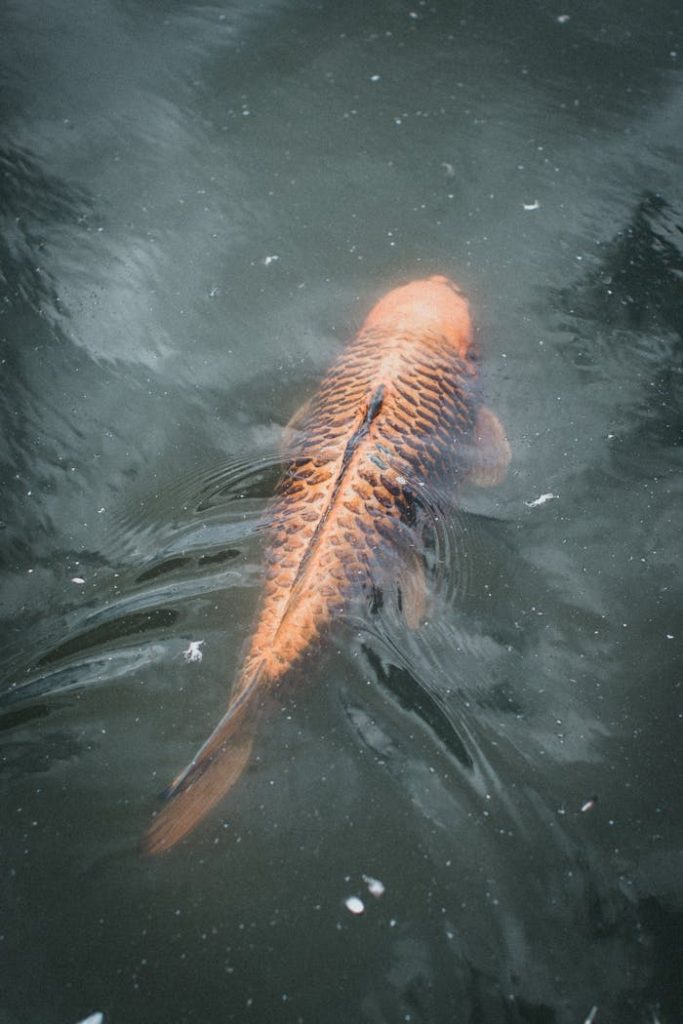 pexels photo 12708906 Serene view of a colorful koi fish swimming gracefully in a pond.