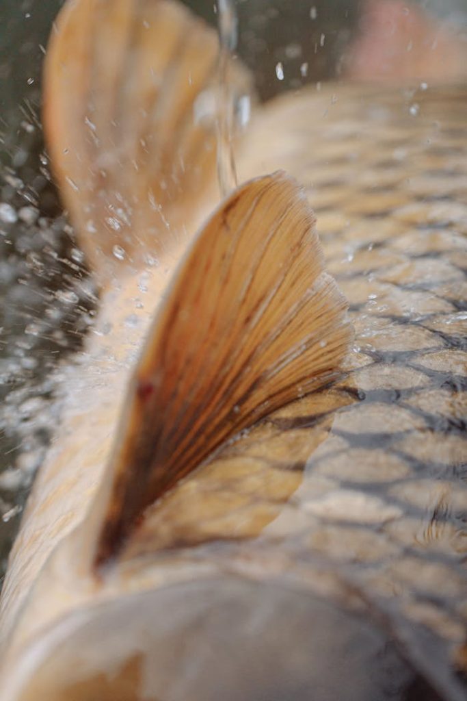 pexels photo 5538146 Close-up of carp fish fin and scales with water splashing detail.