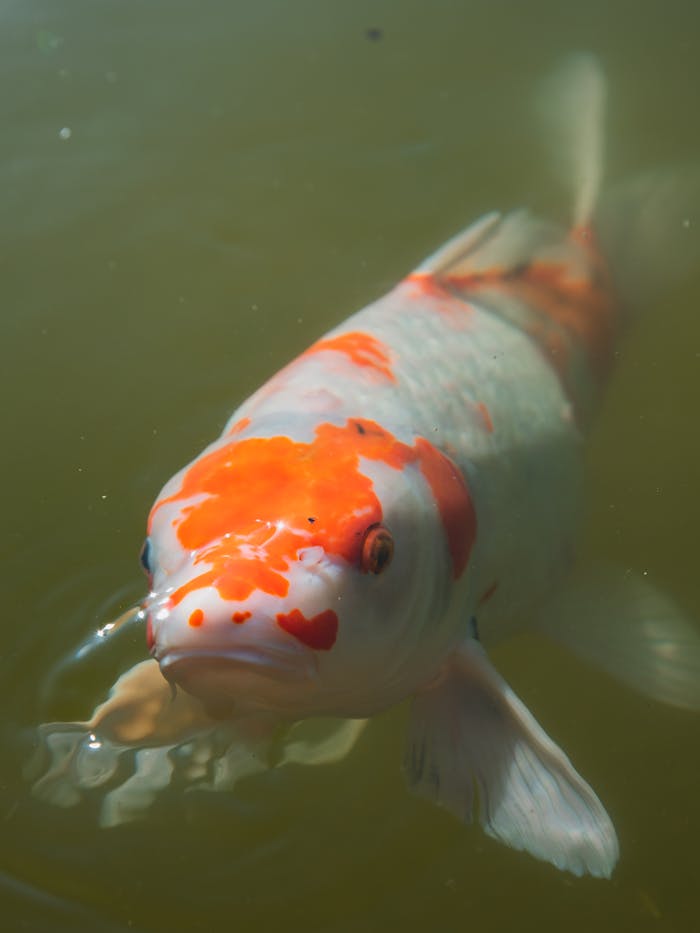 why-choose-us-01 Pexels Photo 6249267