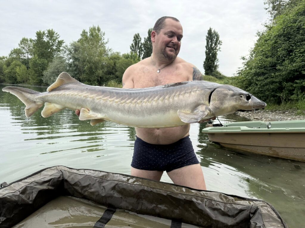 esturgeaons esturgeaons