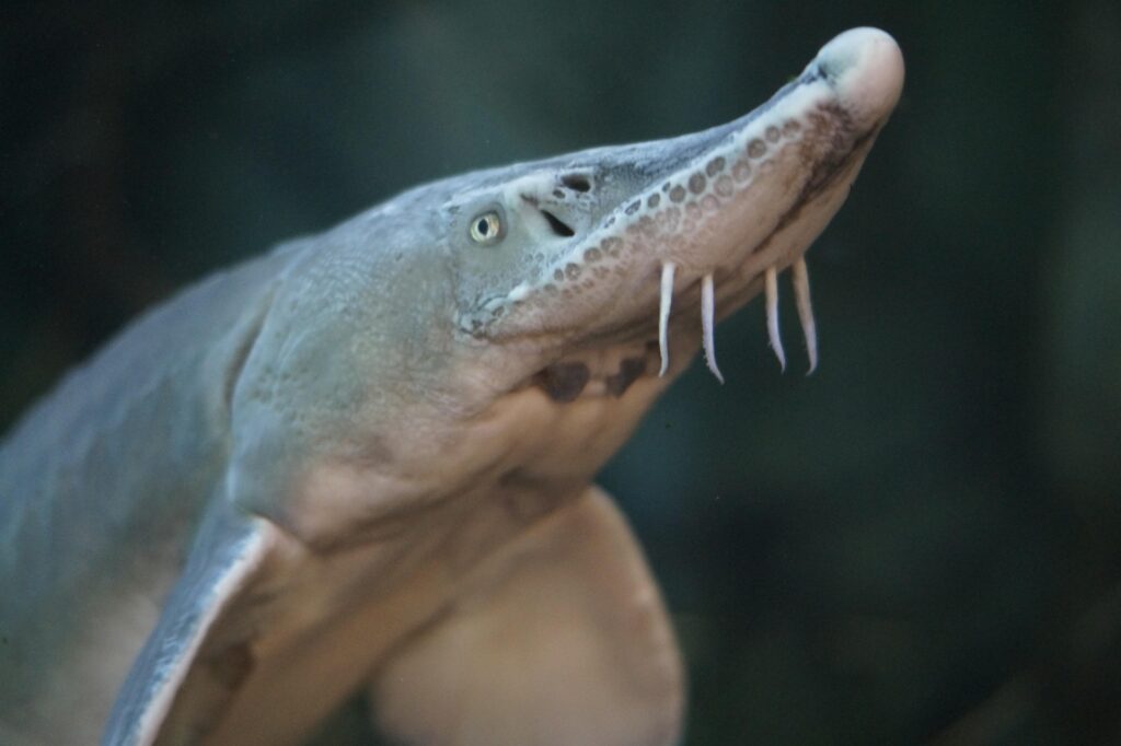 fish 793324 1920 fish 793324 1920