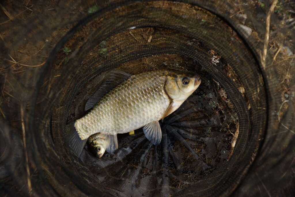 the silver carp 4918472 1920